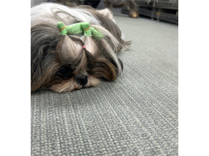 生徒が撮影したモデル犬♪ 